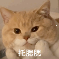 英短美短哪个贵
