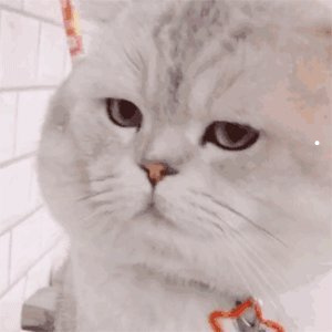 怎么样让猫不叫唤