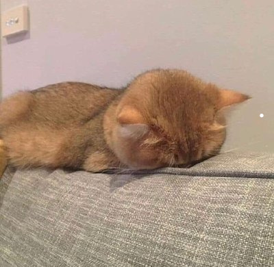 虎斑猫和银渐层猫哪个贵