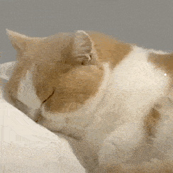 世界上最好看的猫长什么样子