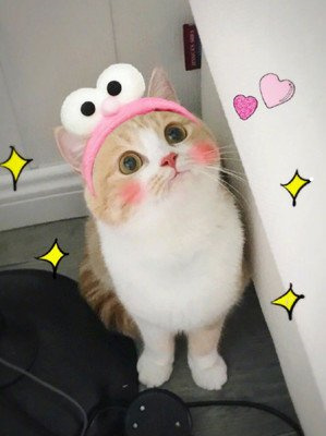 给猫治疗猫癣要花多少钱