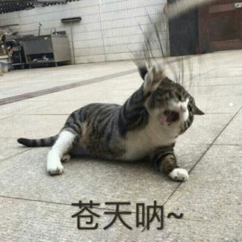 幼猫会不会把自己撑死