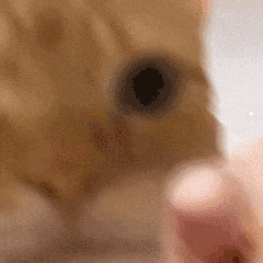 猫友好的叫声播放