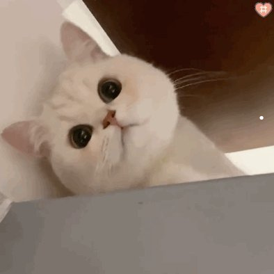 宁波最大的宠物猫市场在哪里