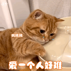 猫咪宠物