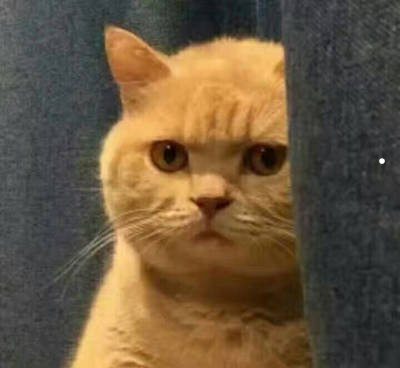 猫的品种与性格缺点介绍