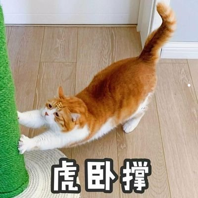 适合学生的小型宠物