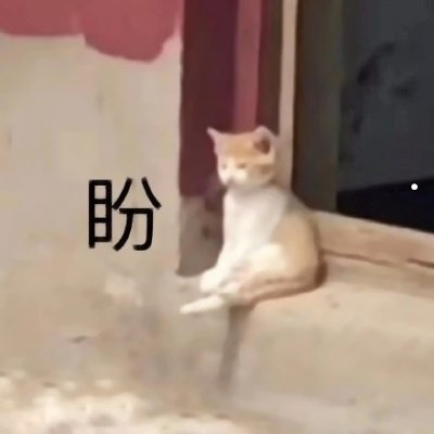幼猫几月份开始掉毛