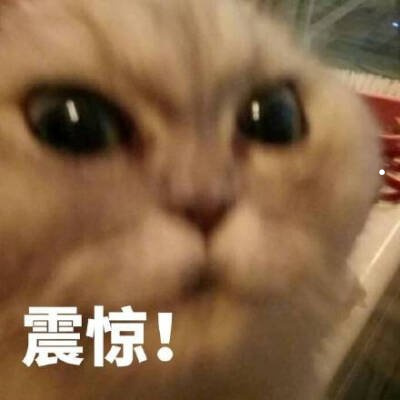 带美字的狗是什么品种