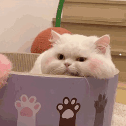 最好养的猫品种排名