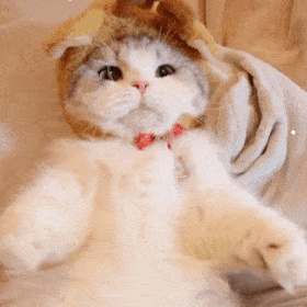 猫都有哪些种类