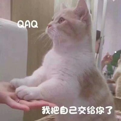 猫口炎怎么治