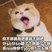 猫不喜欢吃生骨肉