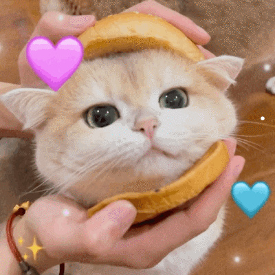 猫的介绍资料大全说明文要有数字