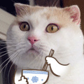猫咪脂肪肝能自己在家治疗吗