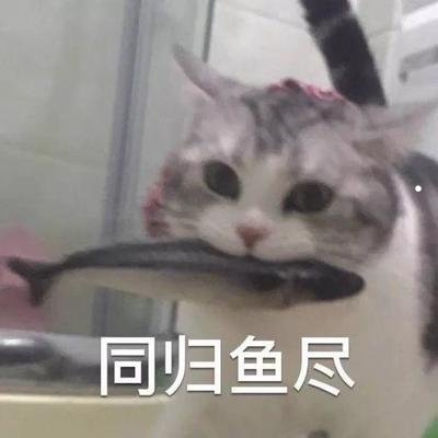 银渐层胡子变黑