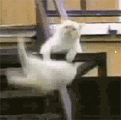 凌晨三点有猫叫