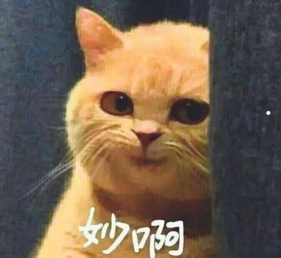 猫的什么表现表示猫喜欢你
