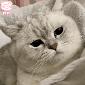 哪种猫咪最可爱最听话