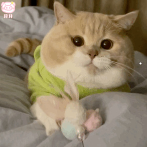 怎样把猫整崩溃