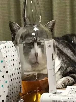 二到三个月的猫怎么喂养
