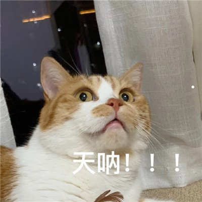 懒人能养什么宠物