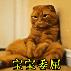 最贵的猫的图片