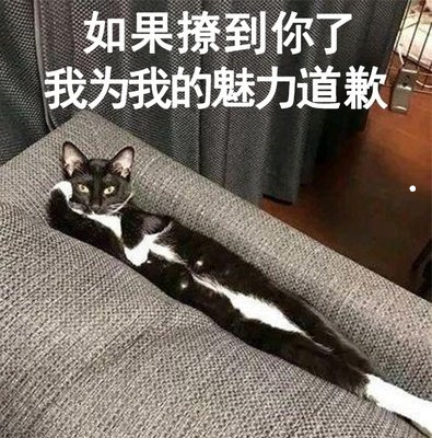 一只猫图片