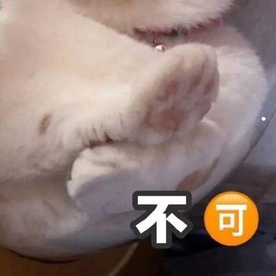 布偶猫什么样的品相好