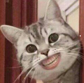 公猫母猫怎么看出来