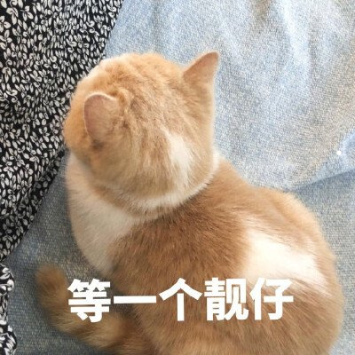 猫的价格大全及图片