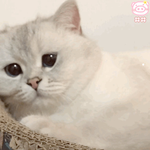 家猫几年寿命