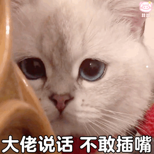 猫半夜在门外叫
