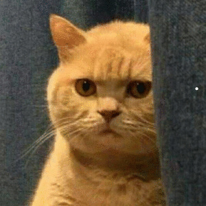猫不爱掉毛排行榜