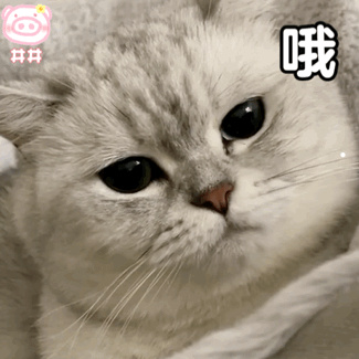 10岁小朋友适合养什么宠物
