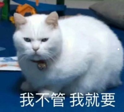 最贵的小型犬品种