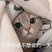 纯黑猫值多少钱