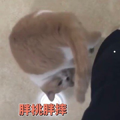 在哪里能买到小鳄鱼