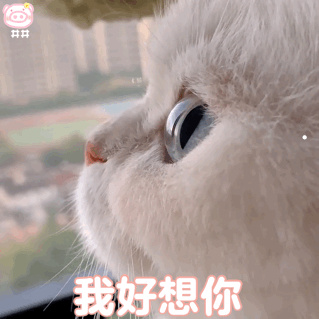 福气猫故事视频