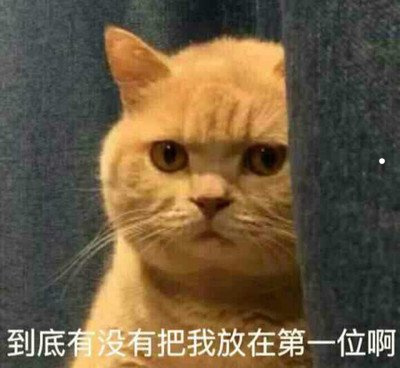 广东宠物猫买卖微信群