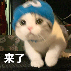 美短性格不好