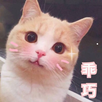哪种猫最可爱
