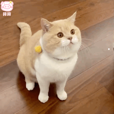 上门收购宠物猫电话吉林市