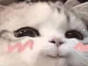 猫多久给洗一次澡