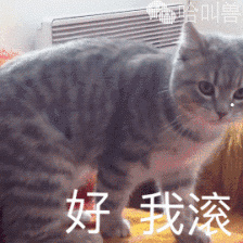 适合懒人养的猫的品种
