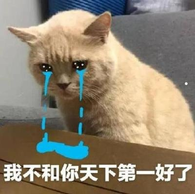 银渐层小时候怎么养