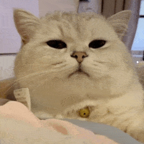 播放凶猛的猫的声音