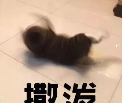 矮脚曼基康多少钱一只