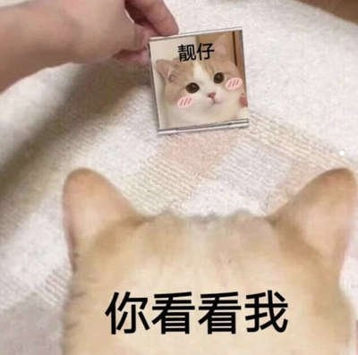 猫猫信任度