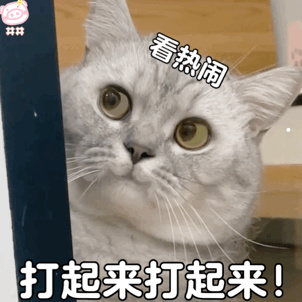 猫抓狗咬100块钱意外管吗